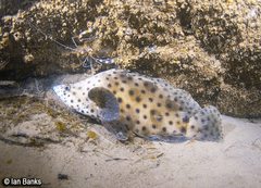 Chromileptes altivelis