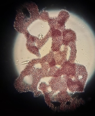 Lamprocystis