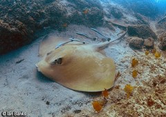 Banana-Tail Ray photo 4