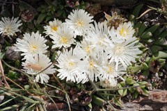 Corpuscularia