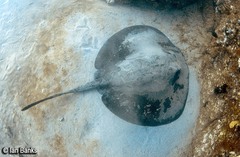 Taeniurops meyeni