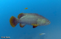 Epinephelus lanceolatus