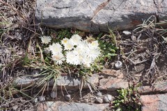 Corpuscularia