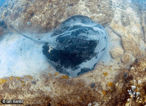 Blotched Fantail Ray, photo 10 of 10