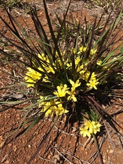 Sisyrinchium densiflorum