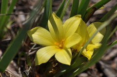 Sisyrinchium densiflorum