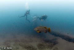 Epinephelus lanceolatus