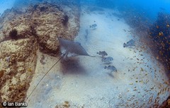 Plectorhinchus gibbosus