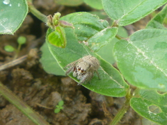 Habronattus