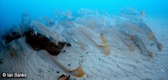 Argyrosomus japonicus