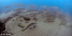 Argyrosomus japonicus