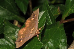 Lopharthrum comprimens