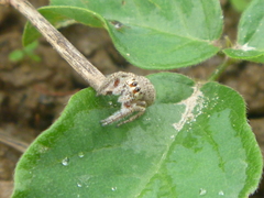 Habronattus