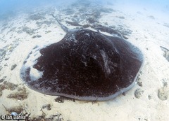 Taeniurops meyeni