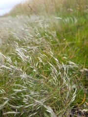 Deschampsia antarctica