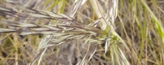 Deschampsia antarctica