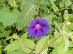 Ipomoea purpurea image