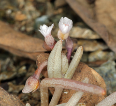 Claytonia saxosa