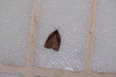 Homona