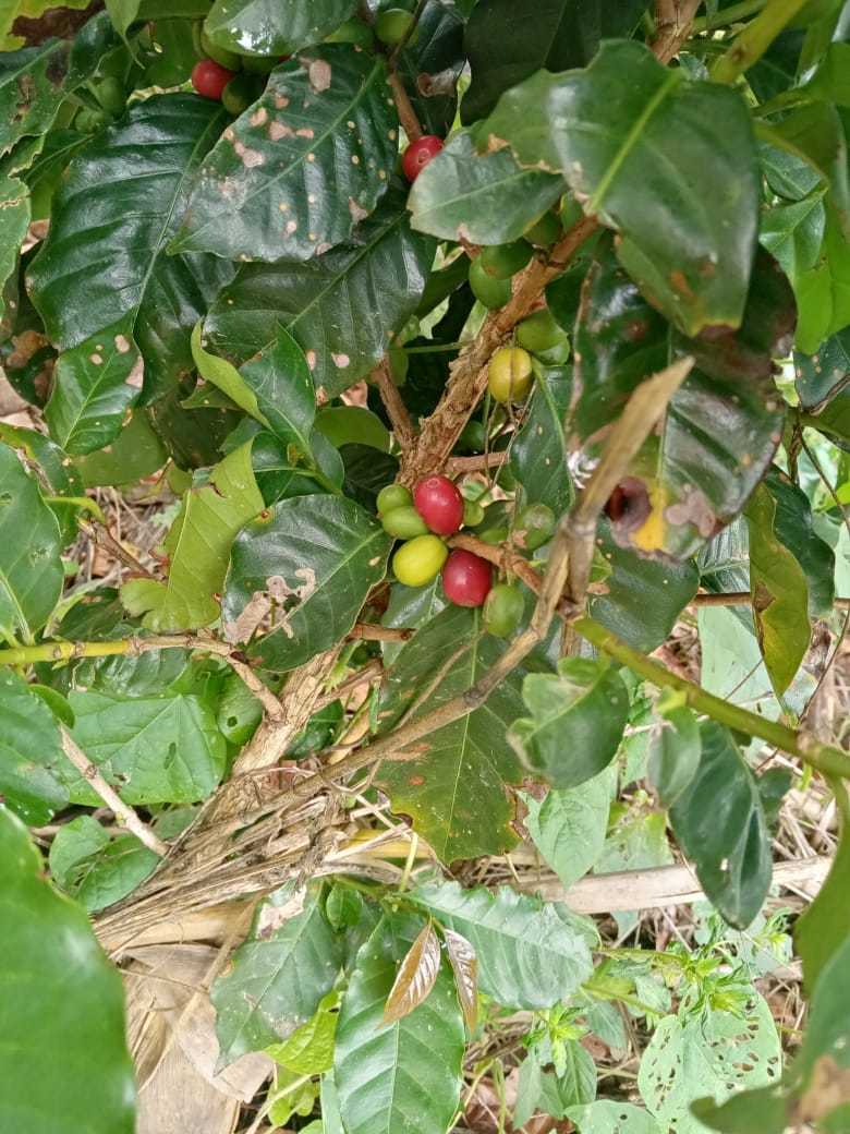 Coffea image