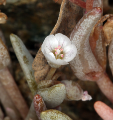 Claytonia saxosa