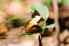 Consul electra electra