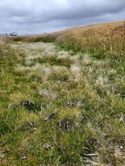 Deschampsia antarctica