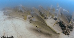Argyrosomus japonicus