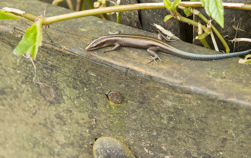 Azure-tailed Skink