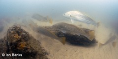 Argyrosomus japonicus