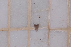 Meganola brunellus
