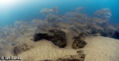 Argyrosomus japonicus