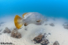 Epinephelus lanceolatus
