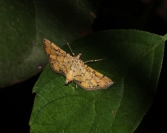 Lamprosema tampiusalis