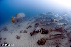 Epinephelus lanceolatus
