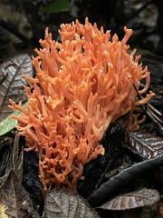 Ramaria stuntzii