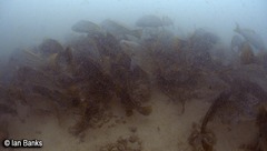 Argyrosomus japonicus