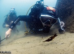 Solenostomus cyanopterus