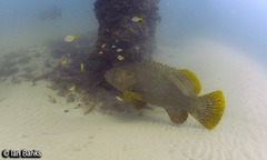 Epinephelus lanceolatus