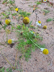 Tripleurospermum hookeri