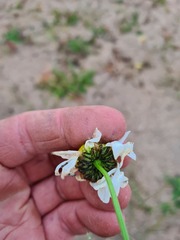 Tripleurospermum hookeri