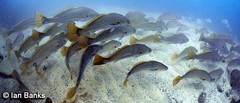 Argyrosomus japonicus
