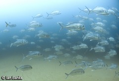 Caranx ignobilis