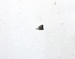 Meganola brunellus