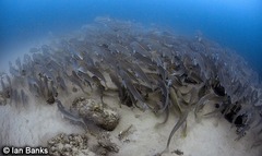 Argyrosomus japonicus
