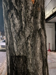 Lagerstroemia indica