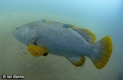 Epinephelus lanceolatus
