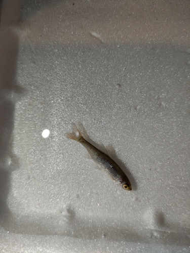 Leuciscus danilewskii