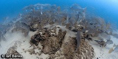 Argyrosomus japonicus