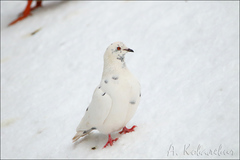 Columba livia domestica